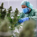 The Future of Medical Marijuana: Regulating and Monitoring for Safe Use