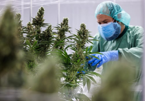 The Future of Medical Marijuana: Regulating and Monitoring for Safe Use